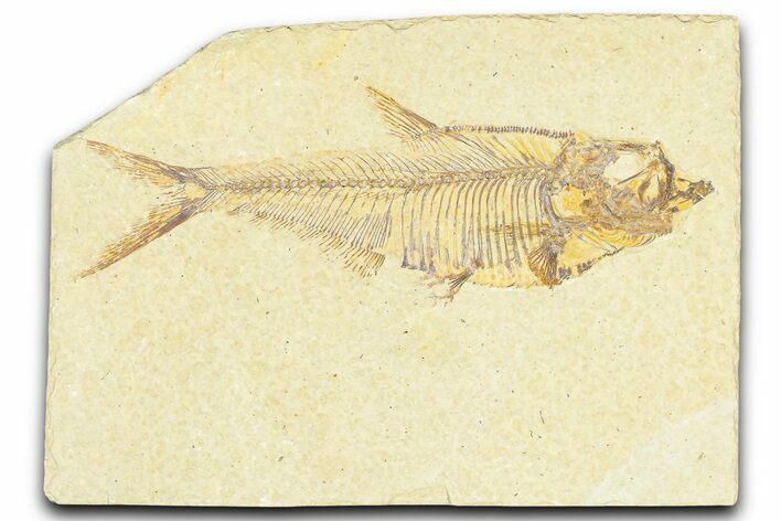 Detailed Fossil Fish (Diplomystus) - Wyoming #367562